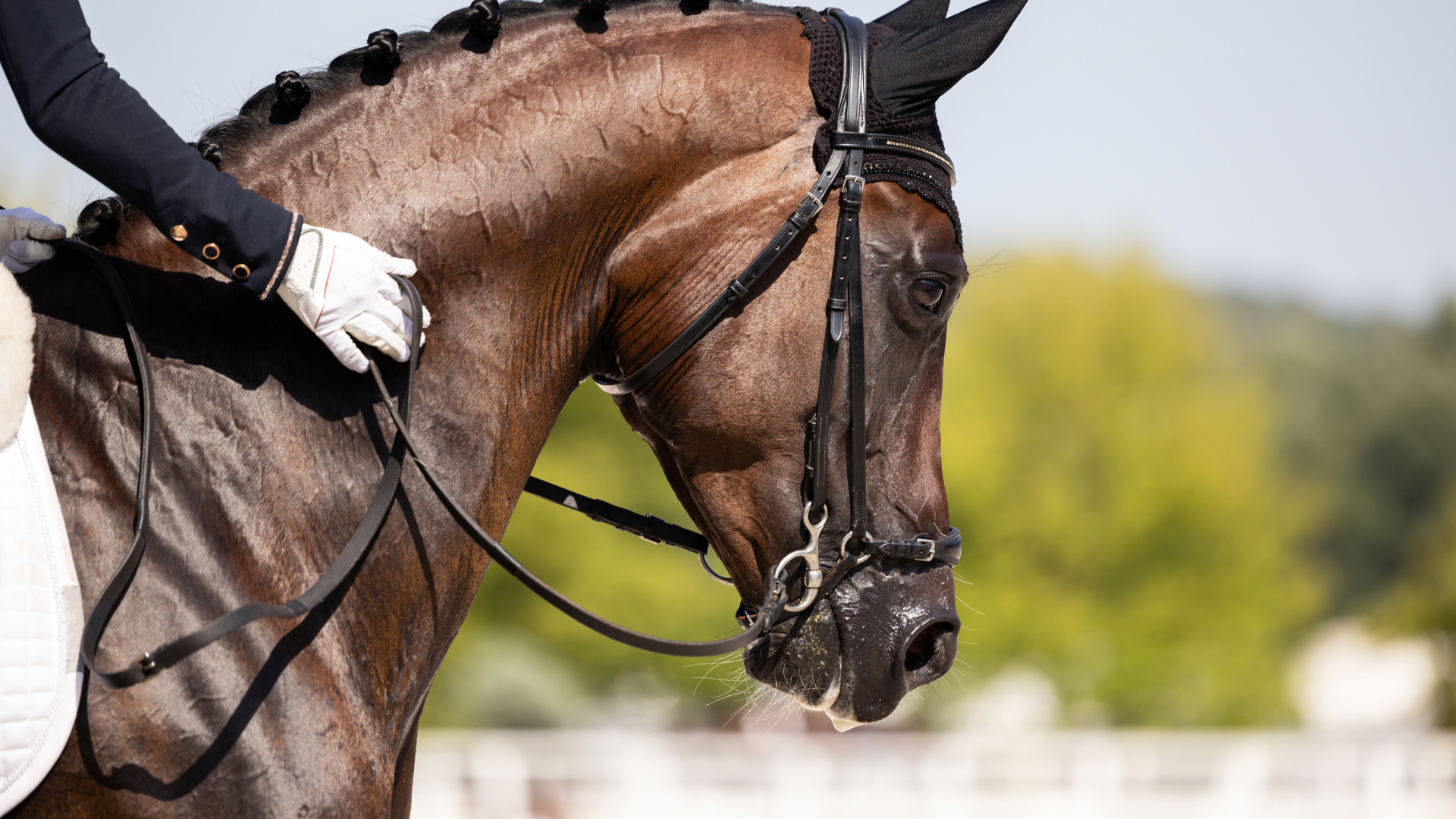 Pferdeimmobilie-verkaufen-kaufen Immobilienmakler Reitanlage