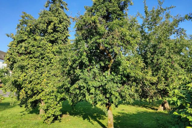 Obstbäume