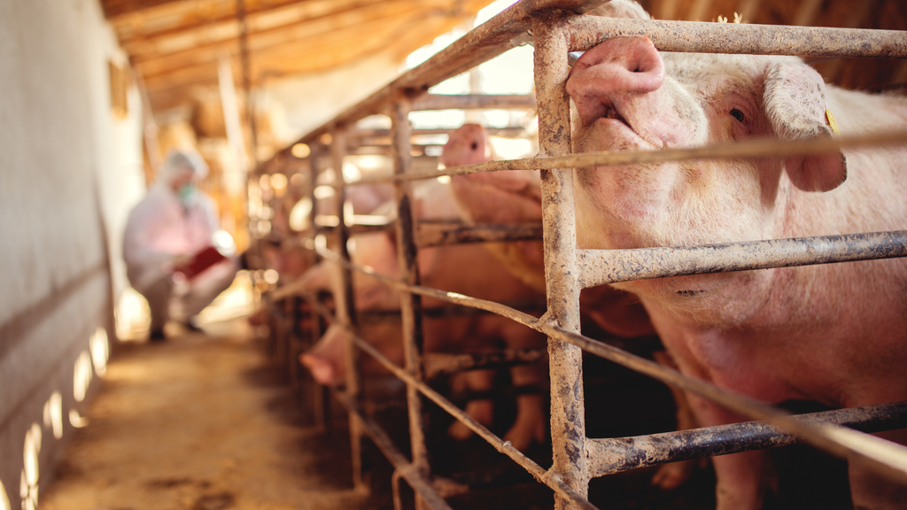 Schweinehaltung in der Krise: Produktionskosten steigen über 2,28 €/kg