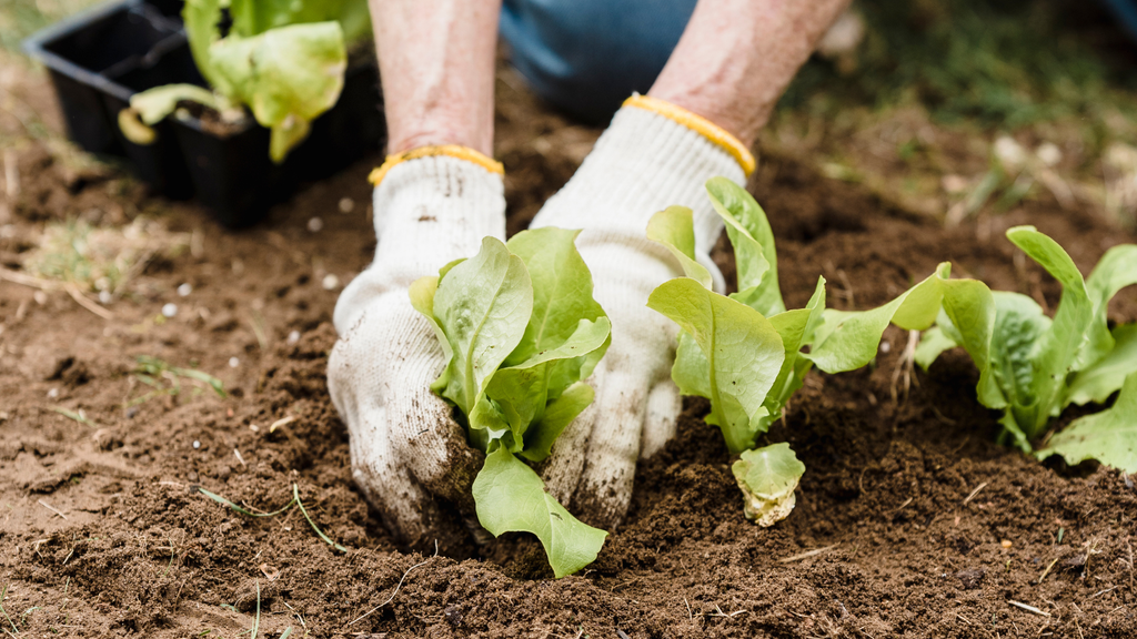 Ertragssteigerung durch neue Saatguttechnologien: Chancen für die Landwirtschaft 2025