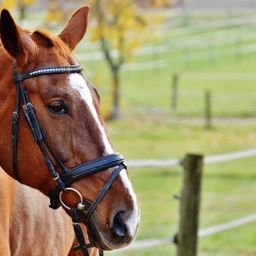 Komplett sanierte Reitanlage nördlich von Essen zu verkaufen