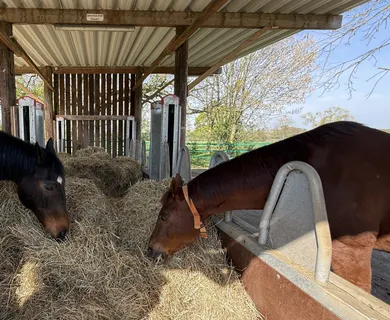 Reitanlage mit 60er Halle auf 5 ha zu verkaufen