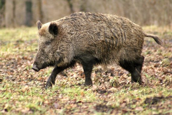 865 ha Eigenjagd mit 4 Schalenwildarten zu verkaufen