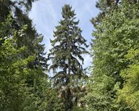 Blick in den Garten 2