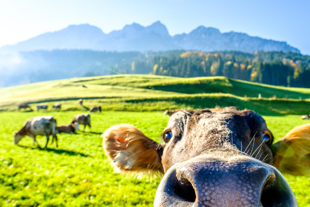 Eine Erfolgsstory aus dem Alpenvorland