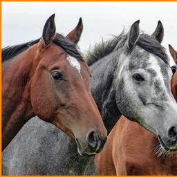 Reitanlage im östlichen Münsterland