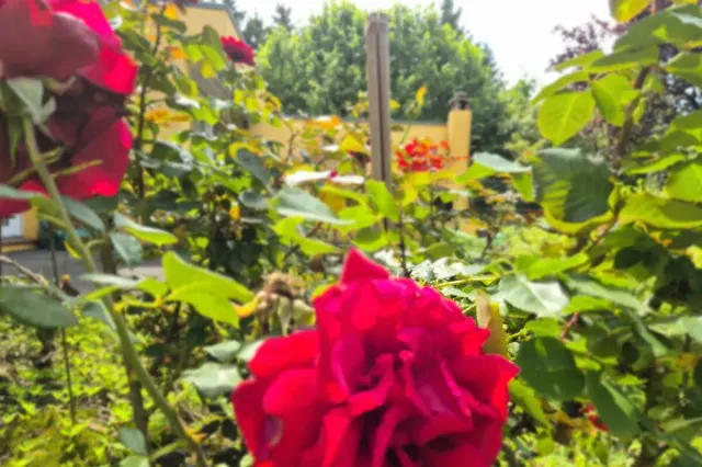 Und hinter der Rose...