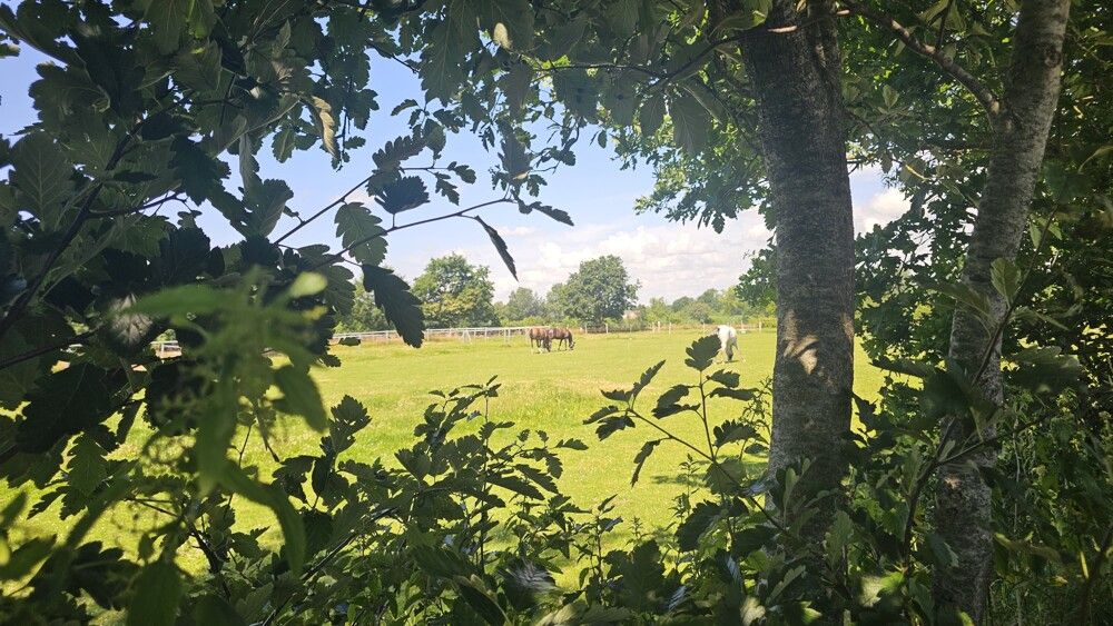 Blick von der Grillecke auf die Pferdeweide