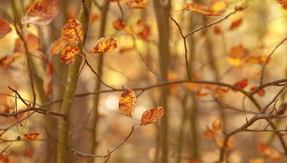 Herbstlichen Nachbarschaftsfragen: Laub, Äpfel & Igelschutz