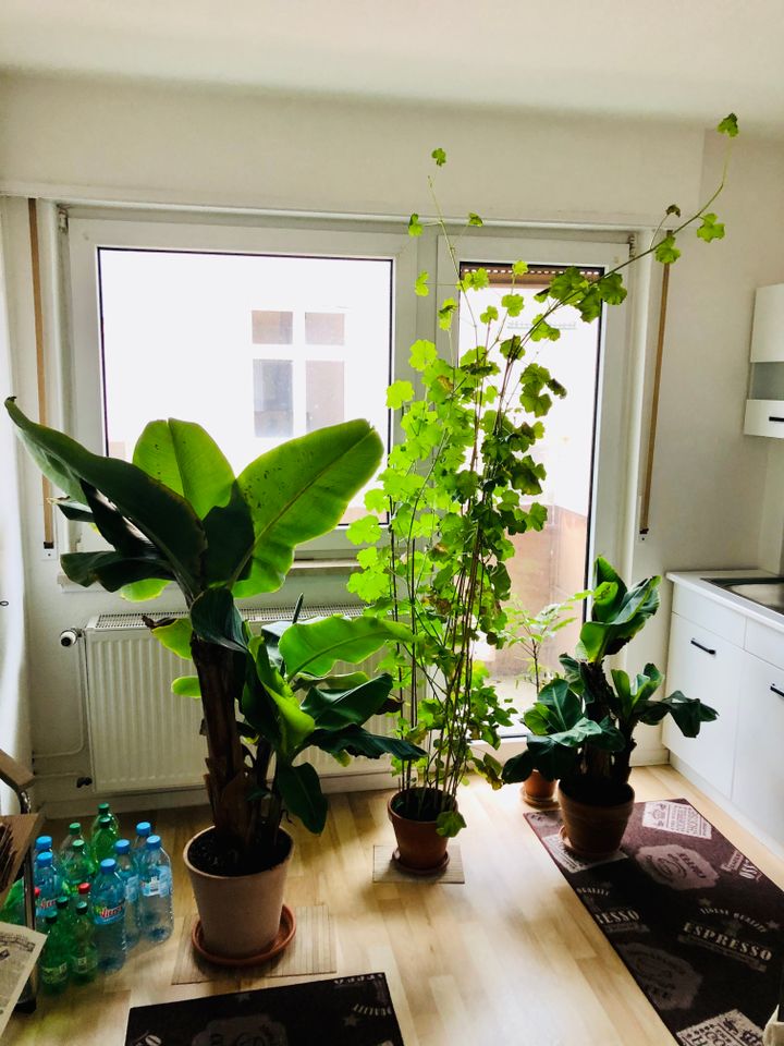 Neckarstadt Ost – gepflegte 1ZKD/Balkon Wohnung - Photo 5