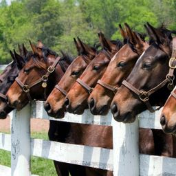 Komplett sanierte Reitanlage nördlich von Oberhausen zu verkaufen