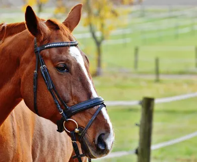 Komplett sanierte Reitanlage nördlich von Essen zu verkaufen
