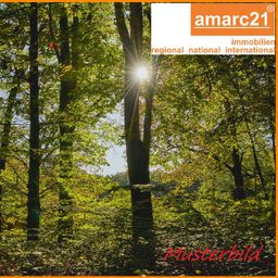 Eichen – Mischwald südlich von Gotha