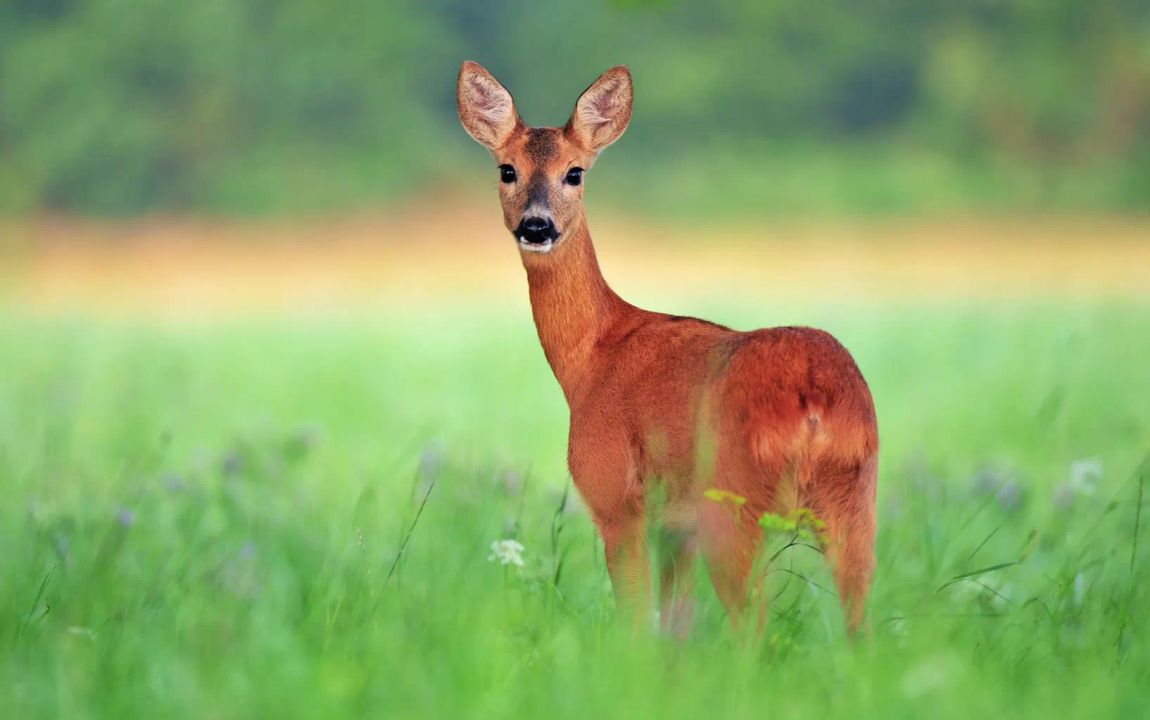 Reinvest, Kapitalanlage – 76 ha bestes Land mit Eigenjagd