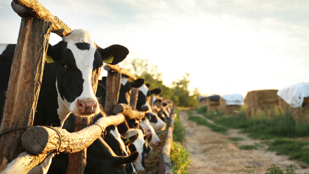 Corona und die Landwirtschaft: Langfristige Veränderungen, die bis heute wirken