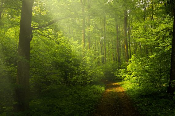 8,6 ha Wald arrondiert, zu verkaufen