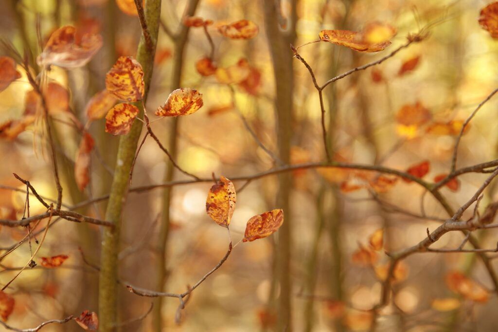 Laubfegen: Was Hauseigentümergemeinschaften wissen müssen