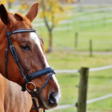 Komplett sanierte Reitanlage nördlich von Essen zu verkaufen