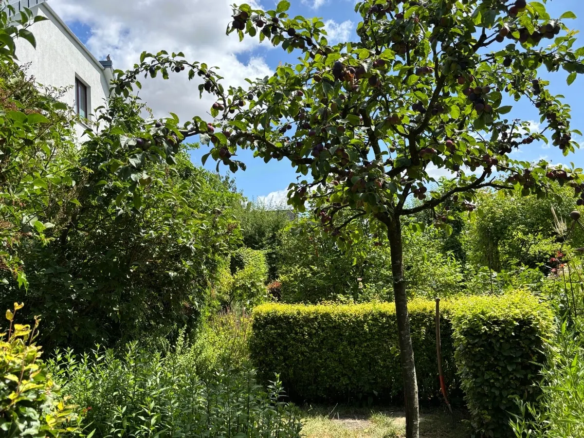 Harmonie pur - Englische Rosen mit Formschnitthecken