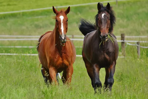 Reitanlage mit Halle und zwei Reitplätzen zu verkaufen