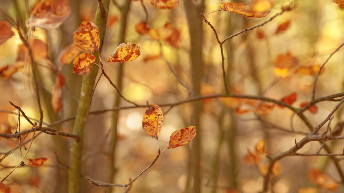 Herbstlaub an Zweigen