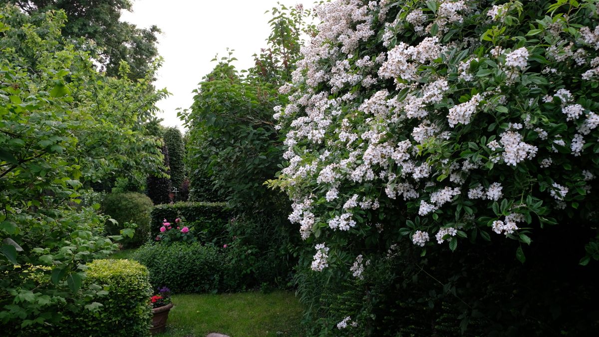 Wunderschöne Wildrosenhecke