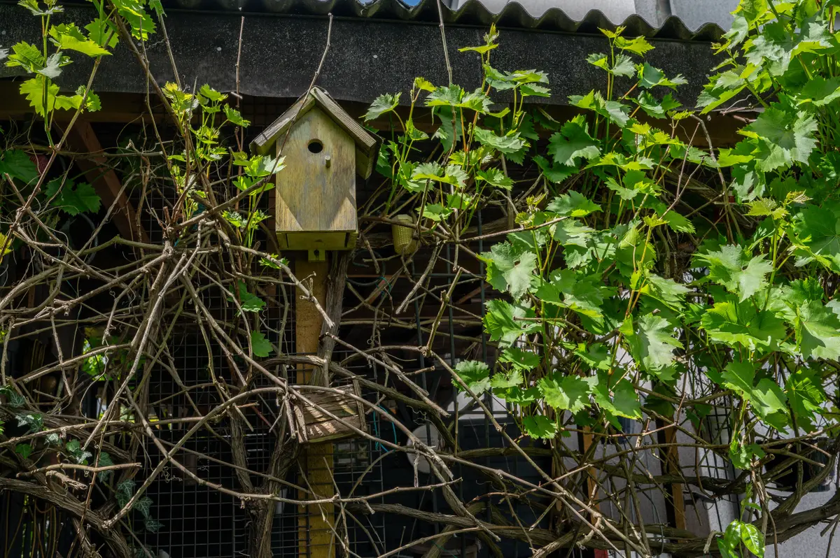 Garten