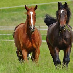 Reitanlage mit Halle und zwei Reitplätzen zu verkaufen