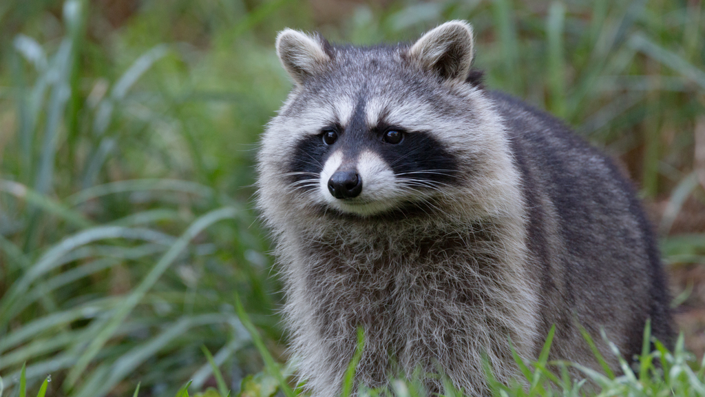 Waschbärplage auf dem Land: Wie Landwirte mit dem invasiven Räuber umgehen sollten