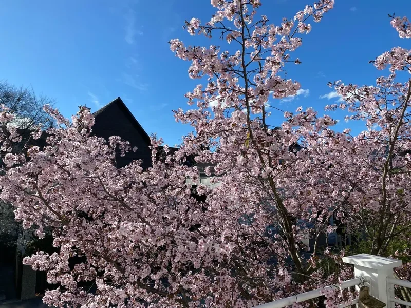 Aussicht auf Kirschblüte