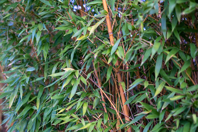 BGH-Urteil: Keine allgemeine Höhenbegrenzung für Hecken im Landesnachbarrecht