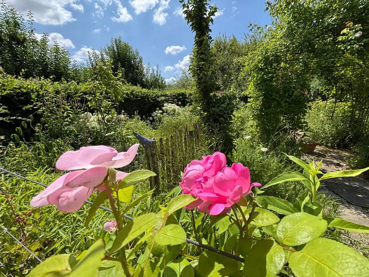 Wunderschöne Rosen