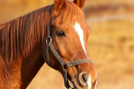 Profi Reitanlage mit 40er Halle und Platz zwischen MS und WAF