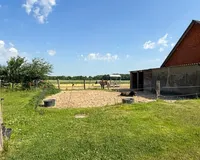 Grünland / Koppel