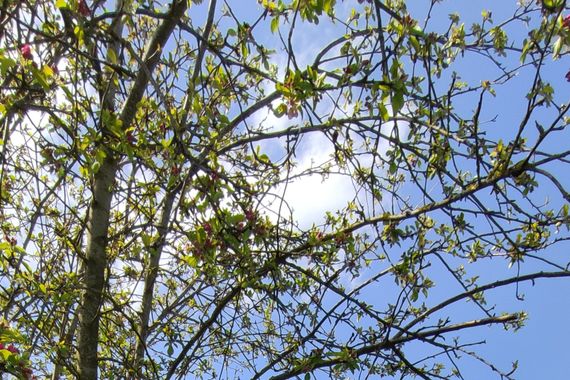 Grundstück in Ostseenähe mit Altbestand und Weitblick
