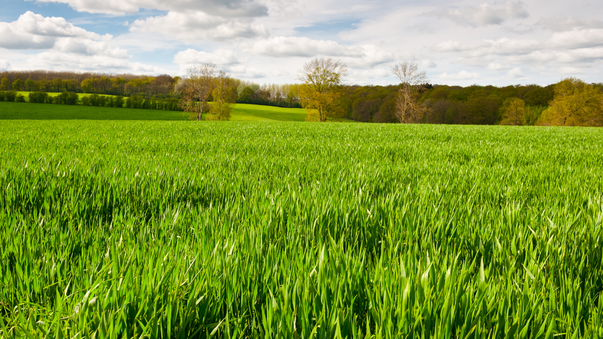 Weide Immobilienmakler Landimmo24