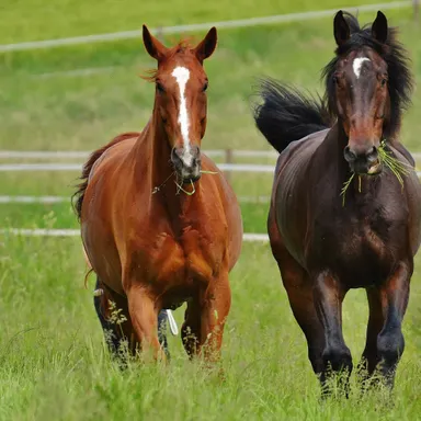 Reitanlage mit Halle und zwei Reitplätzen zu verkaufen