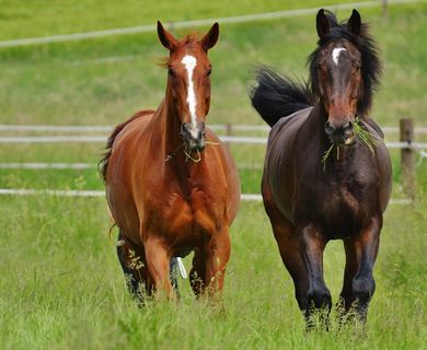 Reitanlage mit Halle und zwei Reitplätzen zu verkaufen