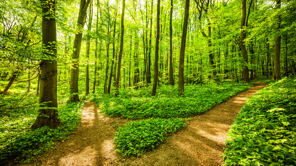 Waldinventur 2025: Was Sie als Waldbesitzer wissen sollten