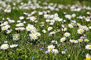 Grundstück Blumenwiese