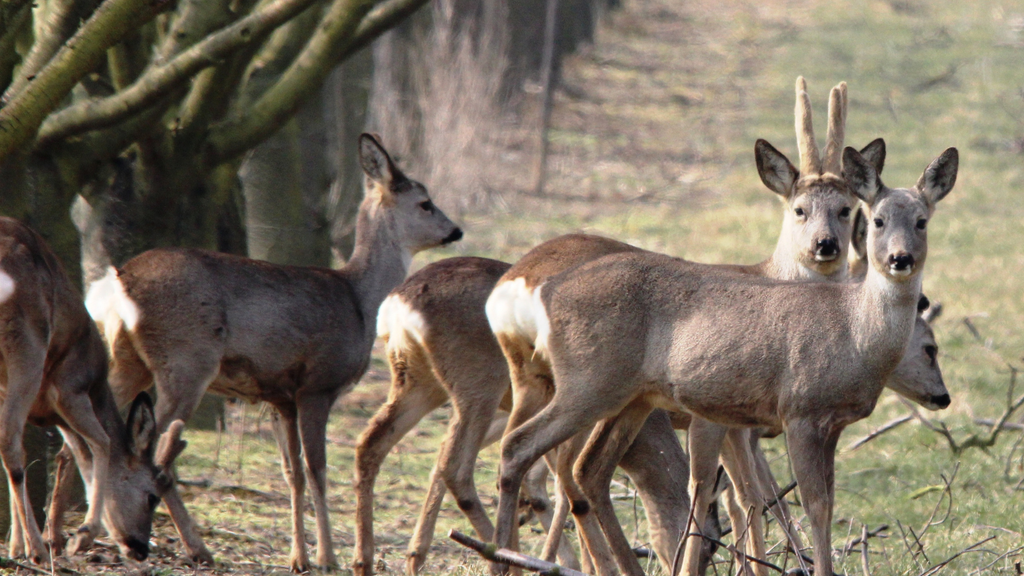 Warum die Jagd auf Rehe in Deutschland im April noch der Schonzeit unterliegt