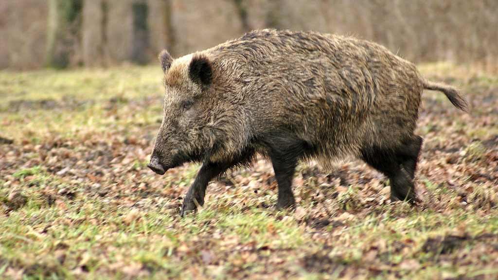 Wildschweinpopulation wächst: Gefahr für Landwirtschaft und Tiergesundheit