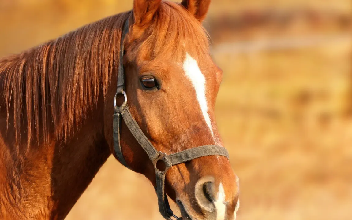 Profi Reitanlage mit 40er Halle und Platz zwischen MS und WAF