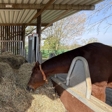 Aktivstall mit 60er Halle zu verkaufen