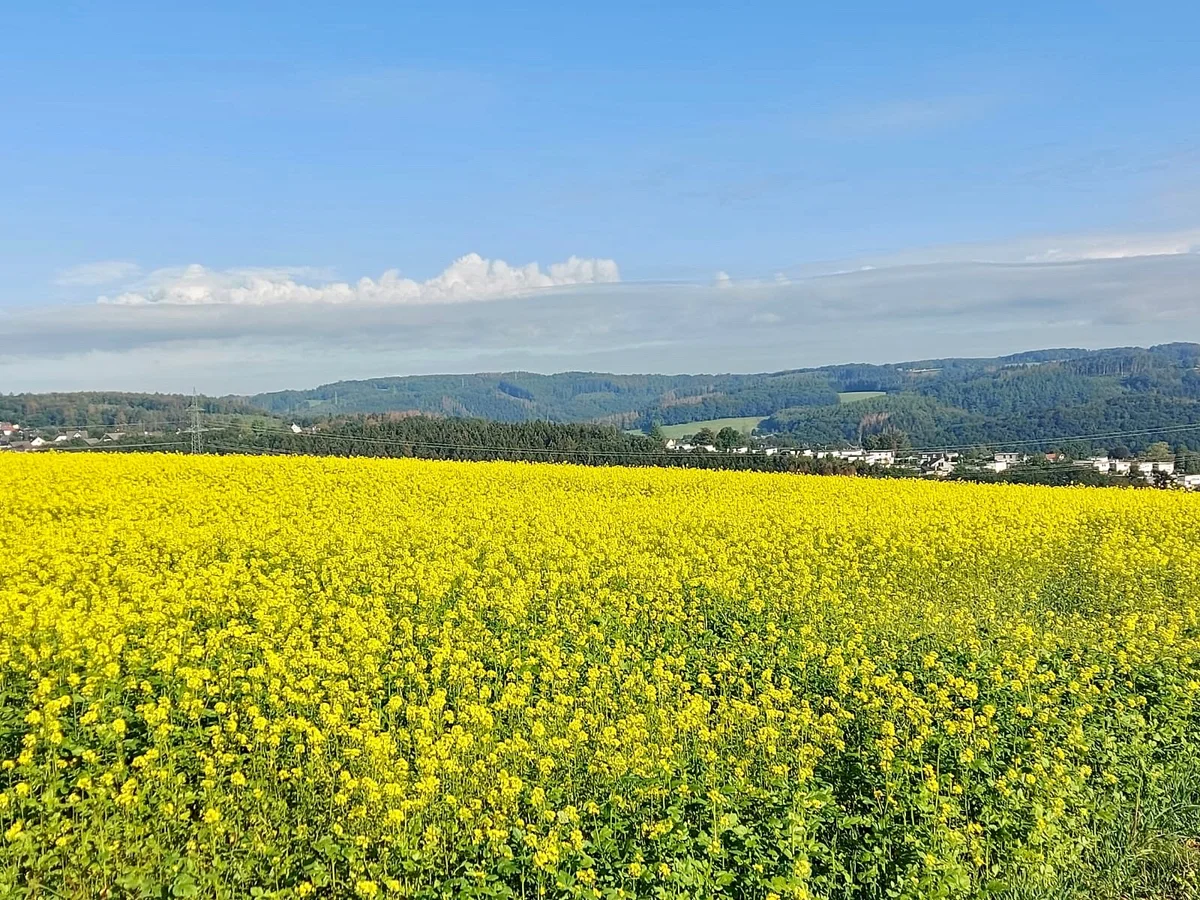 Immobilien mit Herz