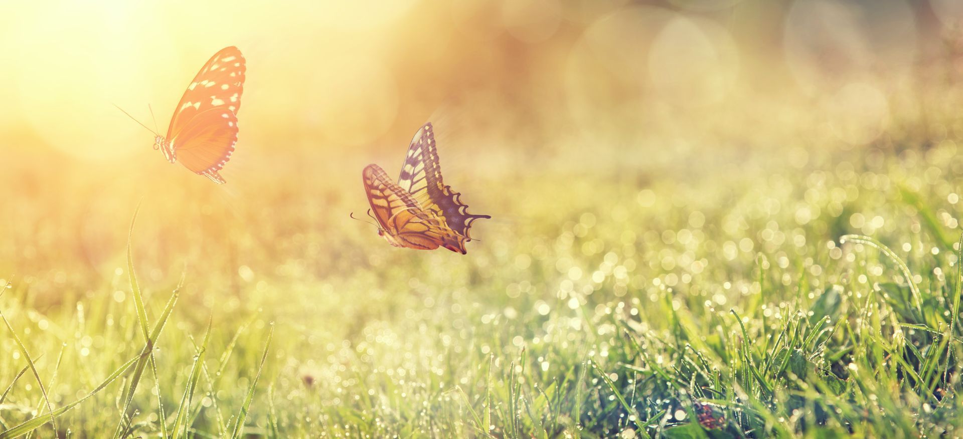 Dybeck Immobilien, Immobilienmakler Lüneburg, Makler Lüneburg, Haus kaufen Lüneburg, Immobilie verkaufen Lüneburg, Immobilien Lüneburg, Immobilienbewertung Lüneburg, Wohnung kaufen Lüneburg, Wohnung mieten Lüneburg, Haus mieten Lüneburg