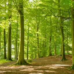 8,6 ha Wald arrondiert, zu verkaufen