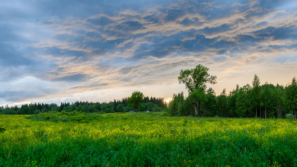 Myxomatose bei Feldhasen: Alarmierender Ausbruch in NRW 2025