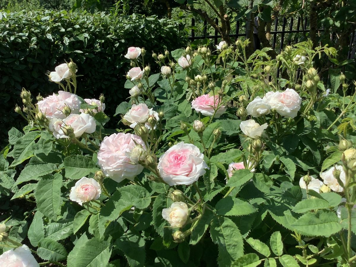 Der geschmackvolle Zaun mit edlen Rosen im Vordergrund