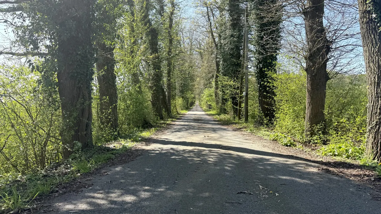 Allee Zufahrt von Straße zum Haus